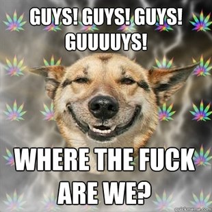 Stoner Dog