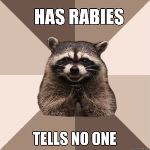 Evil Plotting Raccoon
