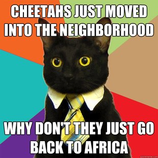Business Cat