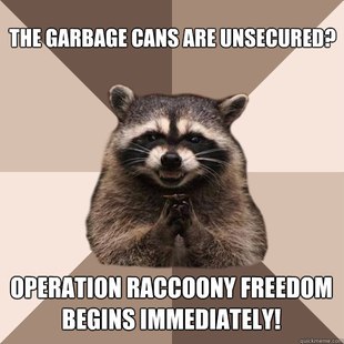 Evil Plotting Raccoon