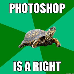 Torrenting Turtle