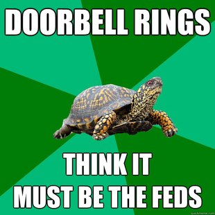 Torrenting Turtle