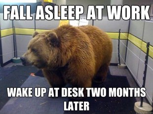 Office Grizzly