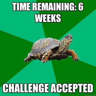Torrenting Turtle