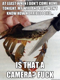 Optimistic Crab
