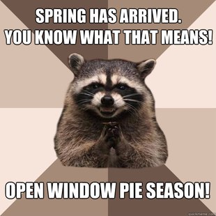 Evil Plotting Raccoon