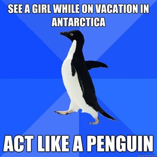 Socially Awkward Penguin