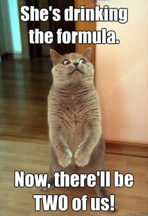 Horrorcat