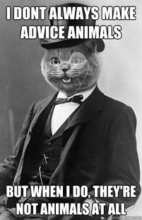 Insightful cat