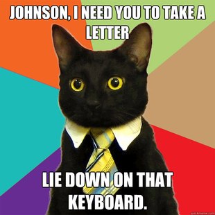 Business Cat