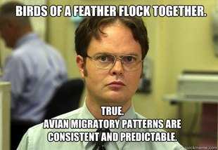 Schrute