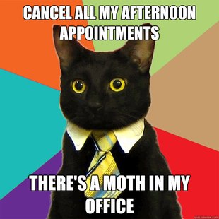 Business Cat