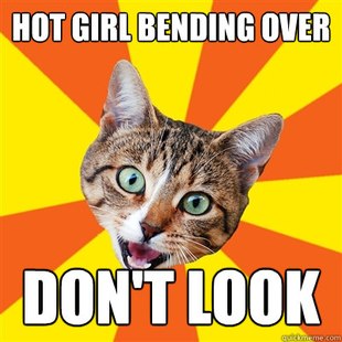 Bad Advice Cat