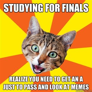 Bad Advice Cat