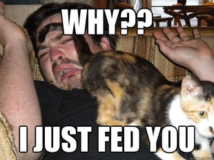 Cats are jerks