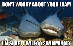 Compassionate Shark Friend