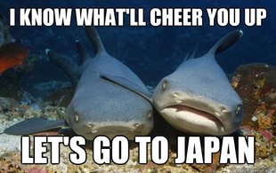 Compassionate Shark Friend