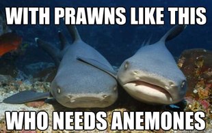 Compassionate Shark Friend
