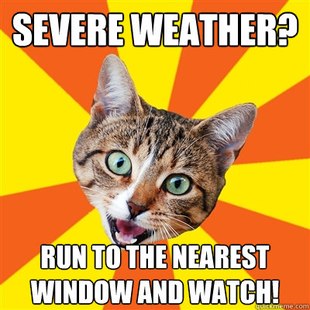 Bad Advice Cat