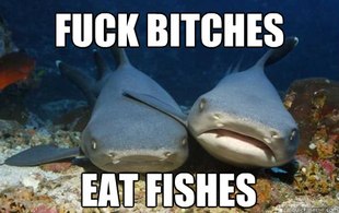 Compassionate Shark Friend