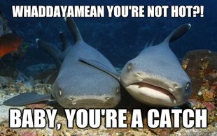 Compassionate Shark Friend