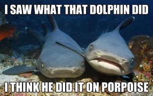 Compassionate Shark Friend