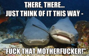 Compassionate Shark Friend