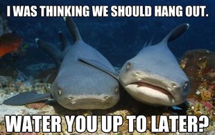 Compassionate Shark Friend