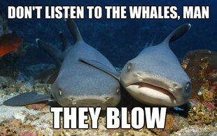 Compassionate Shark Friend