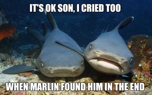 Compassionate Shark Friend