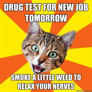 Bad Advice Cat