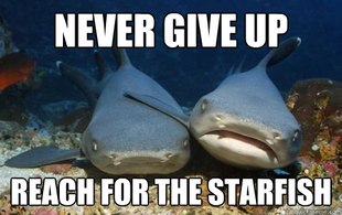 Compassionate Shark Friend