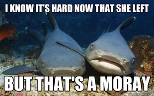 Compassionate Shark Friend