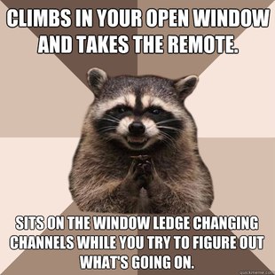 Evil Plotting Raccoon