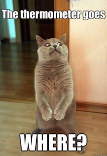 Horrorcat