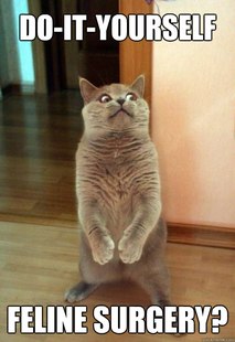 Horrorcat