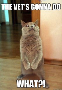 Horrorcat