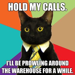 Business Cat