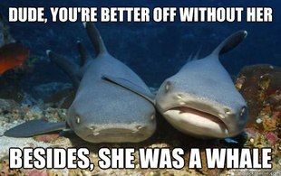 Compassionate Shark Friend