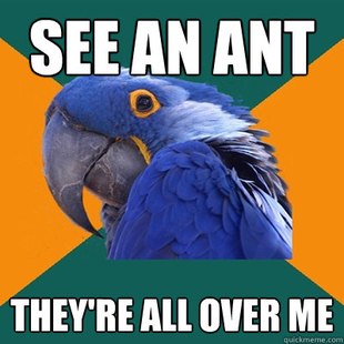 Paranoid Parrot