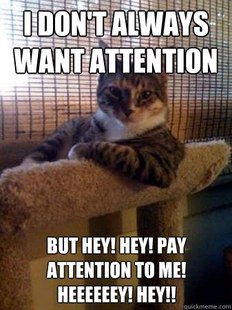 The Most Interesting Cat in the World