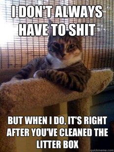 The Most Interesting Cat in the World