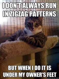 The Most Interesting Cat in the World