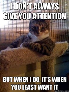 The Most Interesting Cat in the World