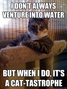 The Most Interesting Cat in the World