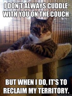 The Most Interesting Cat in the World