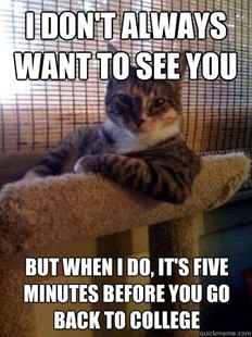 The Most Interesting Cat in the World