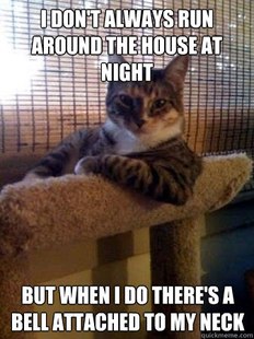 The Most Interesting Cat in the World