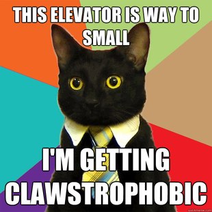 Business Cat