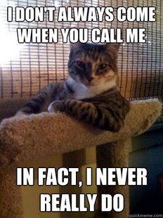 The Most Interesting Cat in the World